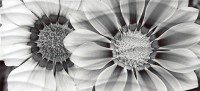 Wave Blackflowers Декор (WA2G443D) 20x44