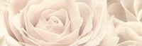 Розовый город Декор Роза 12056\3F 25х75