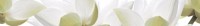 City White Lilies listwa Бордюр 6,5х50