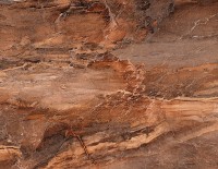 Trevi Плитка настенная коричневая (TYN111D) 30x45