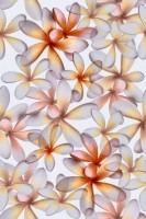Эйвон Плитка настенная цветы 8243 20х30